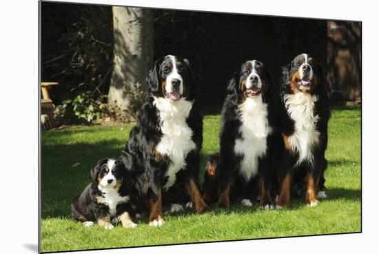 Bernese Mountain Puppy Sitting Next to Three-null-Mounted Photographic Print