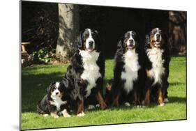 Bernese Mountain Puppy Sitting Next to Three-null-Mounted Photographic Print