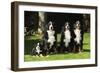 Bernese Mountain Puppy Sitting Next to Three-null-Framed Photographic Print