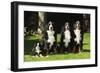 Bernese Mountain Puppy Sitting Next to Three-null-Framed Photographic Print