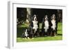 Bernese Mountain Puppy Sitting Next to Three-null-Framed Photographic Print