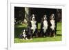 Bernese Mountain Puppy Sitting Next to Three-null-Framed Photographic Print