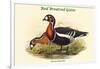 Bernica Ruficollis - Red Breatsed Goose-John Gould-Framed Art Print