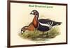 Bernica Ruficollis - Red Breatsed Goose-John Gould-Framed Art Print