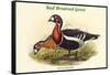 Bernica Ruficollis - Red Breatsed Goose-John Gould-Framed Stretched Canvas