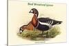 Bernica Ruficollis - Red Breatsed Goose-John Gould-Stretched Canvas