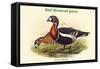 Bernica Ruficollis - Red Breatsed Goose-John Gould-Framed Stretched Canvas