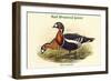 Bernica Ruficollis - Red Breatsed Goose-John Gould-Framed Art Print