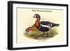 Bernica Ruficollis - Red Breatsed Goose-John Gould-Framed Art Print
