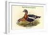 Bernica Ruficollis - Red Breatsed Goose-John Gould-Framed Art Print