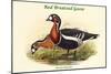 Bernica Ruficollis - Red Breatsed Goose-John Gould-Mounted Art Print