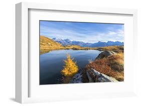 Bernina Group and Pizzo Scalino seen from Lago Arcoglio surrounded by yellow larches, Valmalenco-Roberto Moiola-Framed Photographic Print