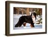 Bernse Mountain Dog Portrait in Winter-otsphoto-Framed Photographic Print