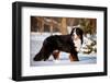 Bernse Mountain Dog Portrait in Winter-otsphoto-Framed Photographic Print