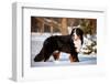 Bernse Mountain Dog Portrait in Winter-otsphoto-Framed Photographic Print