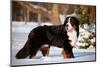 Bernse Mountain Dog Portrait in Winter-otsphoto-Mounted Photographic Print