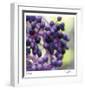 Berries 2-Ken Bremer-Framed Limited Edition