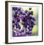 Berries 2-Ken Bremer-Framed Limited Edition