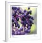 Berries 2-Ken Bremer-Framed Limited Edition