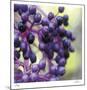 Berries 2-Ken Bremer-Mounted Limited Edition