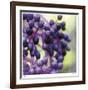 Berries 2-Ken Bremer-Framed Limited Edition