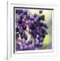 Berries 2-Ken Bremer-Framed Limited Edition