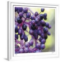 Berries 2-Ken Bremer-Framed Limited Edition