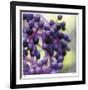 Berries 2-Ken Bremer-Framed Limited Edition