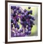 Berries 2-Ken Bremer-Framed Limited Edition