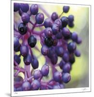 Berries 2-Ken Bremer-Mounted Limited Edition