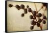 Berries 3-Jessica Rogers-Framed Stretched Canvas