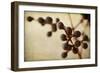 Berries 3-Jessica Rogers-Framed Giclee Print