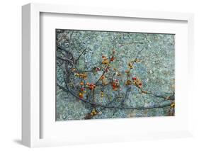 Berries and a Rock at Elmwood Farm in Hopkinton, Massachusetts-Jerry & Marcy Monkman-Framed Photographic Print