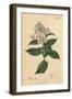 Berries and Leaves Vintage Botanical Print-Piddix-Framed Art Print