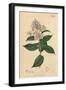 Berries and Leaves Vintage Botanical Print-Piddix-Framed Art Print