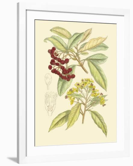 Berries & Blossoms I-Curtis-Framed Art Print