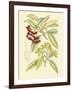 Berries & Blossoms I-Curtis-Framed Art Print