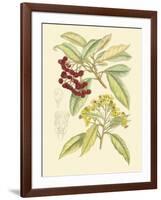 Berries & Blossoms I-Curtis-Framed Art Print