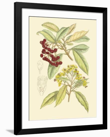 Berries & Blossoms I-Curtis-Framed Art Print