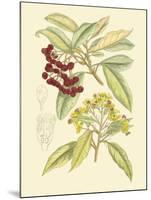 Berries & Blossoms I-Curtis-Mounted Art Print