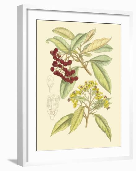 Berries & Blossoms I-Curtis-Framed Art Print