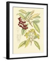 Berries & Blossoms I-Curtis-Framed Art Print