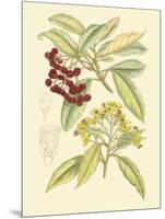 Berries & Blossoms I-Curtis-Mounted Art Print