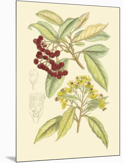 Berries & Blossoms I-Curtis-Mounted Art Print