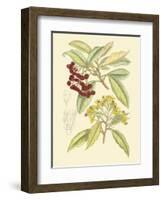 Berries & Blossoms I-Curtis-Framed Art Print