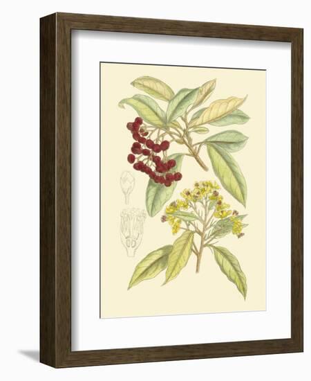 Berries & Blossoms I-Curtis-Framed Art Print