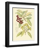 Berries & Blossoms I-Curtis-Framed Art Print