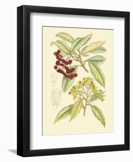 Berries & Blossoms I-Curtis-Framed Art Print