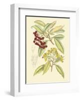 Berries & Blossoms I-Curtis-Framed Art Print