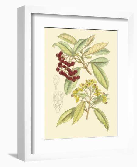 Berries & Blossoms I-Curtis-Framed Art Print